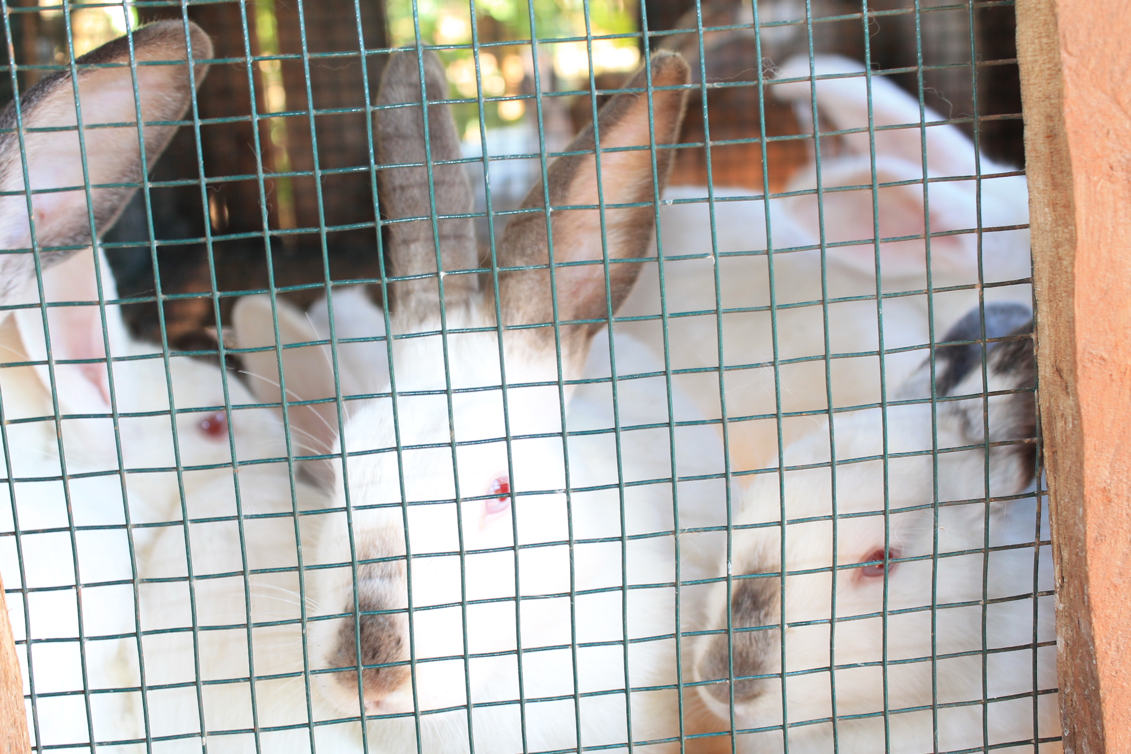 Annual Harvest Festival